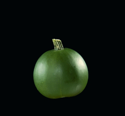 Picture of Winter Squash Little Gem (Trailing)